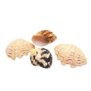 Lot Of 4 Authentic Sea Shells for Nautical Beach Home Decor, Real Ocean Coastal‎